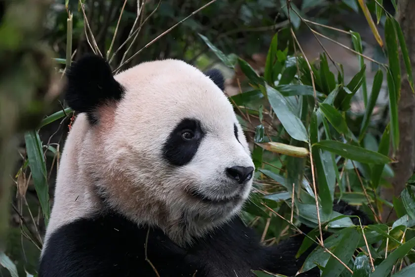 Panda