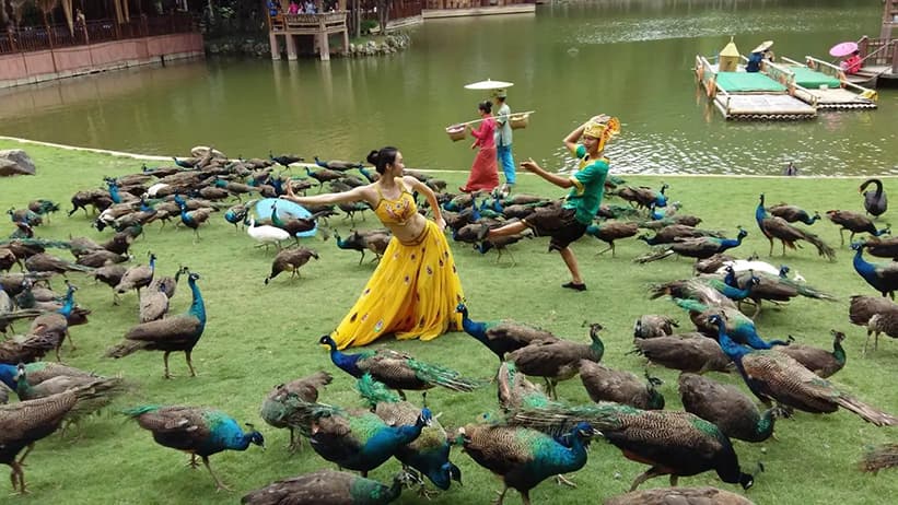 Peacock Garden