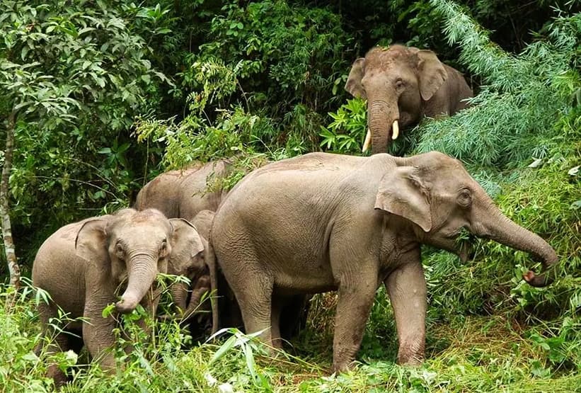 Top 10 must-see tourist attractions in Xishuangbanna